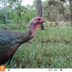 thumbnail for publication: Cámaras trampa para la vida silvestre